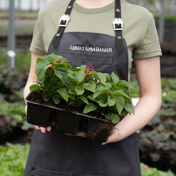 Купить Рассада Сальвия сверкающая кассета 6 ячеек в  с бесплатной доставкой: цена, фото, описание